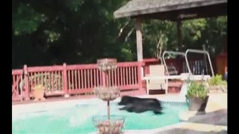 Viewer Video: Brazos Diving