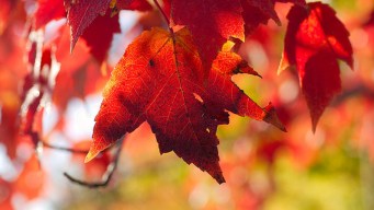 Drought Leads to Early Fall Foliage