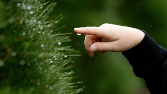 The History of the Christmas Tree