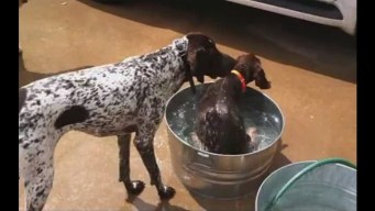 Viewer Video: Como Cooling Off