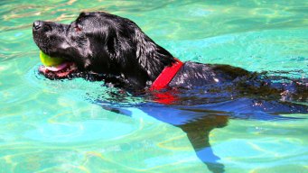 Dog Days of Summer - August 29, 2012