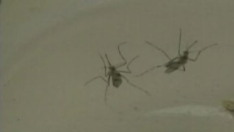 Denton Co. Starts West Nile Battle Early