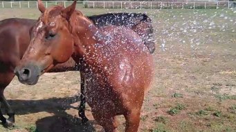 Dog Days of Summer - July 12, 2012