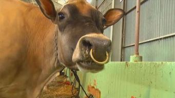 Keeping Stock Show Animals Healthy