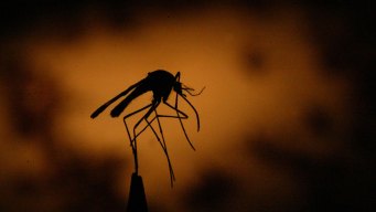 Dallas Co. Confirms First West Nile Death of 2016