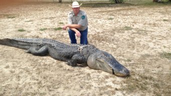 18-Year-Old Texan Bags Biggest Gator On Record in Texas