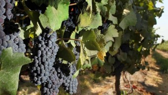 Worth The Drive: Grapevine Wine Tour