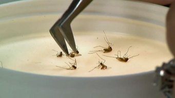 Tarrant County Ready With New West Nile Virus Plan