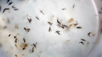 4 New Non-Travel Zika Cases in Florida