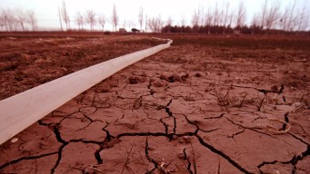 Estimated 500M Trees Killed in Drought