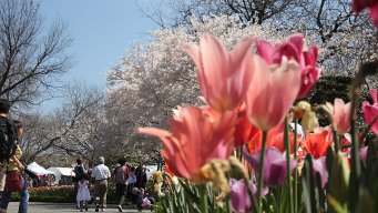 Dallas Blooms at the Arboretum