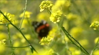 Bluebonnet Killer Grows Free?