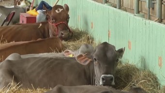 Drought Hits Dairy Farmers at Stock Show