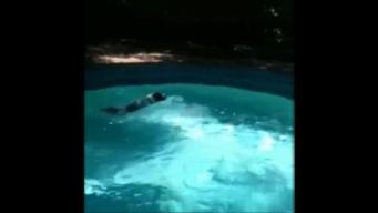 Video Video: Gerty Loves to Swim