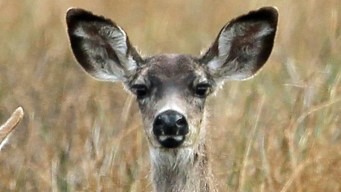 Deer Season Should be Good for Texas Hunters