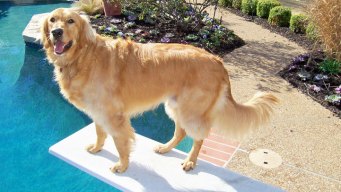 Dog Days of Summer - August 21, 2012