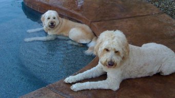Dog Days of Summer - July 9, 2012