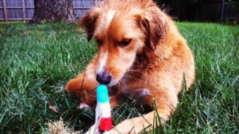 Dog Days of Summer - July 11, 2012