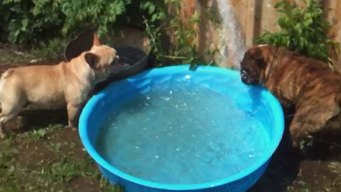Dog Days of Summer - July 13, 2012