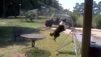 Dog Days of Summer - July 17, 2012