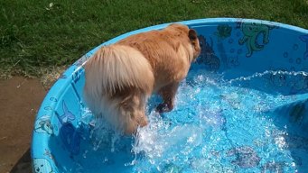Dog Days of Summer - July 19, 2012