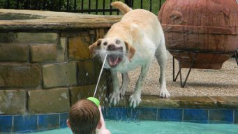 Dog Days of Summer - July 23, 2012