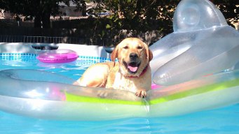 Dog Days of Summer - August 14, 2012