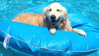 Dog Days of Summer - August 15, 2012