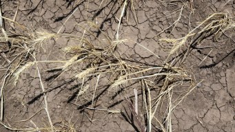 Map Indicates DFW Out of Drought -- For Now