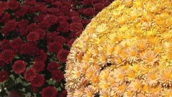 Good Time for Fall Planting 