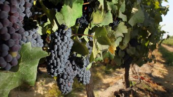 Worth The Drive: Grapefest