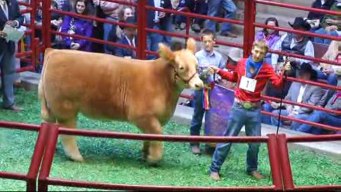 Grand Champ Goes for Record $230,000