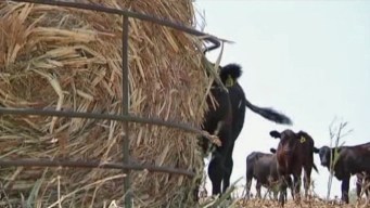 "Hay for Horses" 
