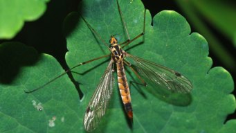 Don't Fear the Crane Fly