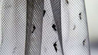 Dallas Begins West Nile Virus Awareness Campaign