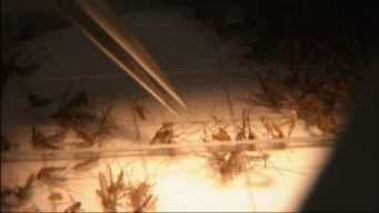 County Leaders Prep for West Nile Virus