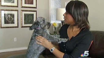 Spotlight On Dogs This Sunday