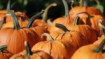 Last Minute Guide to Halloween
