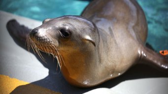 Sea Lion Pup Strandings to Be Investigated