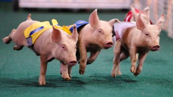 CMC Warns of Swine Flu Threat at State Fair