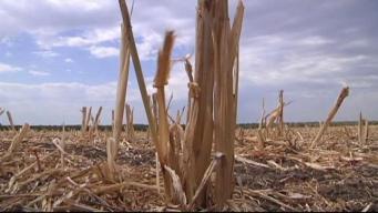 Drought Devastates Crops