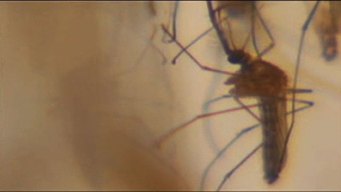 Dallas County Considers Plan to Attack WNV Early