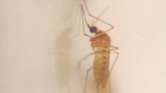 WNV Mosquitoes Found in Lewisville, Flower Mound