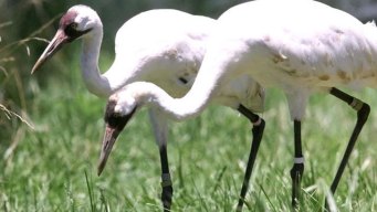 Texas Drought Tweaking Bird Migrations