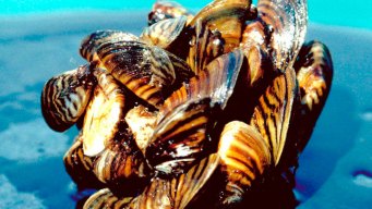 Zebra Mussels Found in Lake Ray Roberts