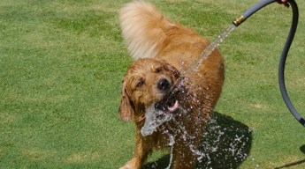 Dog Days of Summer - August 23, 2012