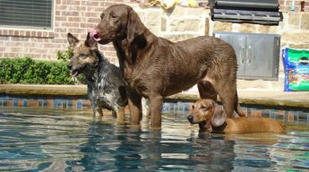 Dog Days of Summer -  August 24, 2012