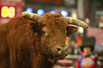 Bunch of Bull Coming to JerryWorld