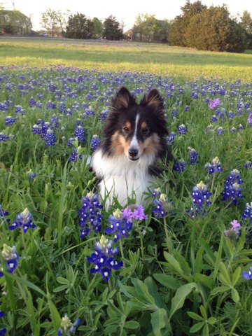 Bluebonnets in Bloom - Gallery IV
