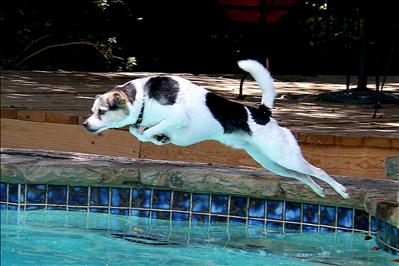 Dog Days of Summer 2012 - Gallery IX